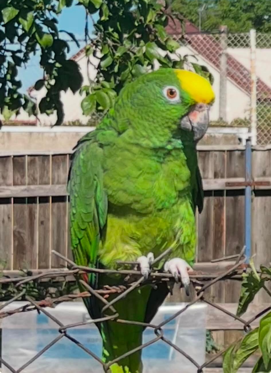 26223